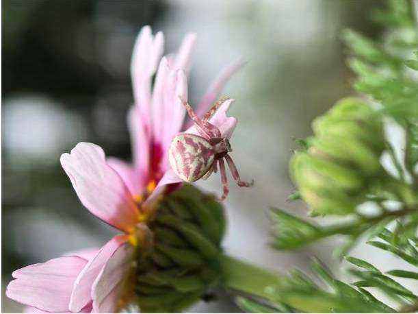 Native floral arrangement